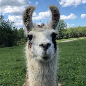 Meet your Posher, Diane